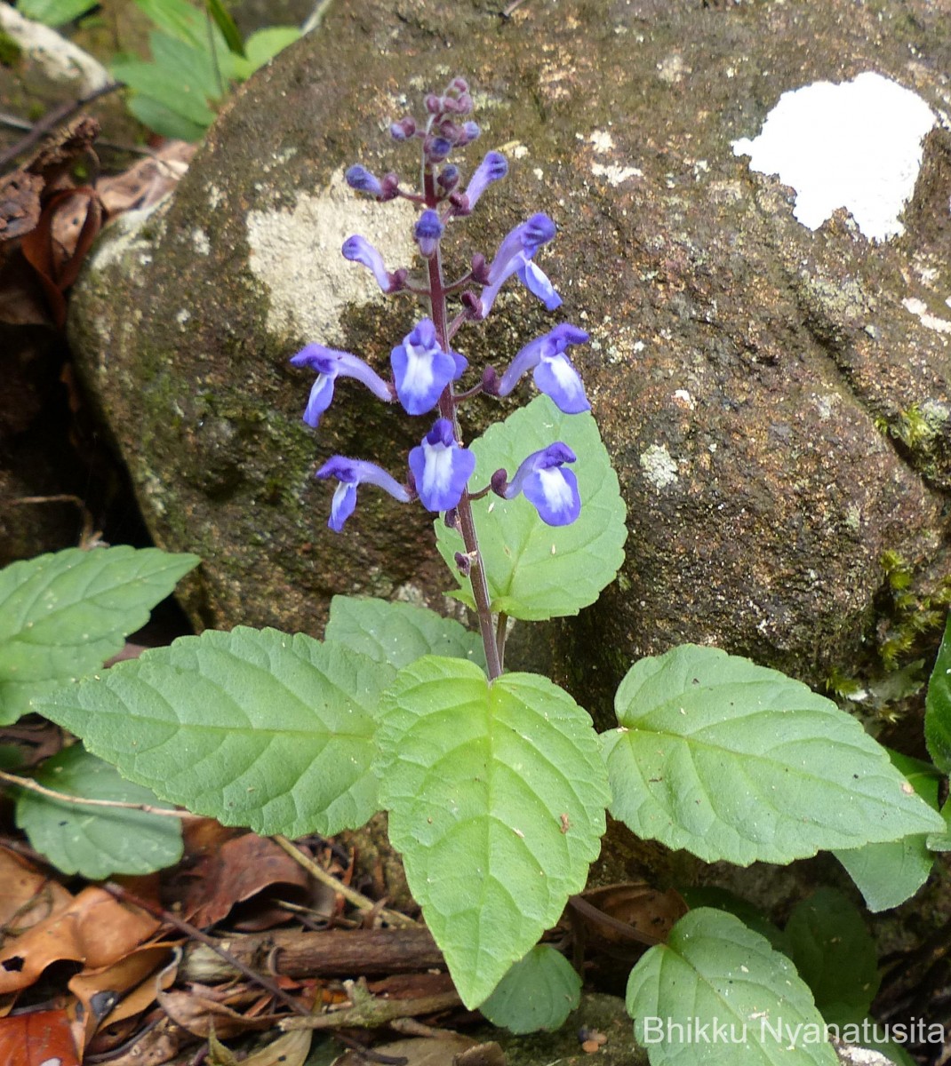 Scutellaria violacea var. violacea Heyne ex Benth.